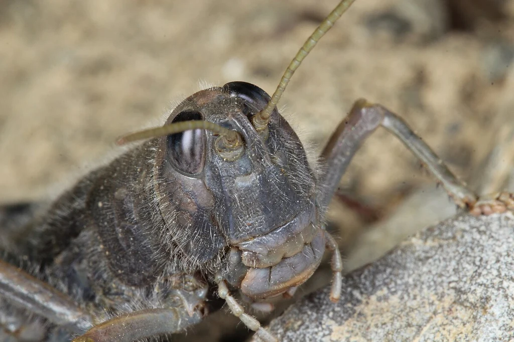 Zbliżenie na głowę konika polnego z wyraźnie widocznymi oczami, czułkami i aparatem gębowym, owad znajduje się na tle naturalnego środowiska.