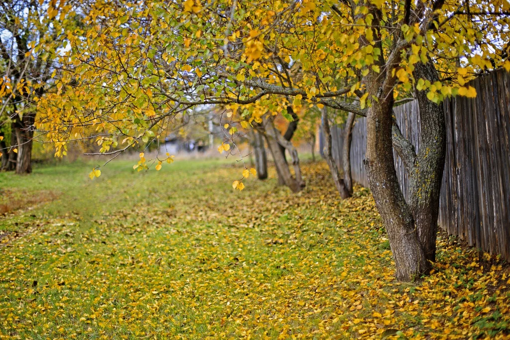 Kiedy narośle na korze drzewa powinno nas zaniepokoić? Jesienne drzewa z żółknącymi liśćmi rosnące wzdłuż drewnianego ogrodzenia, opadające liście pokrywają trawę, tworząc kolorowy dywan.