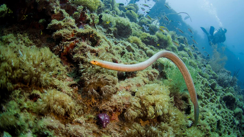 Jeden z gatunków morskich krępaczy. To krępacz olbrzymi