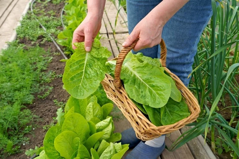 Zimą w szklarni możemy zbierać m