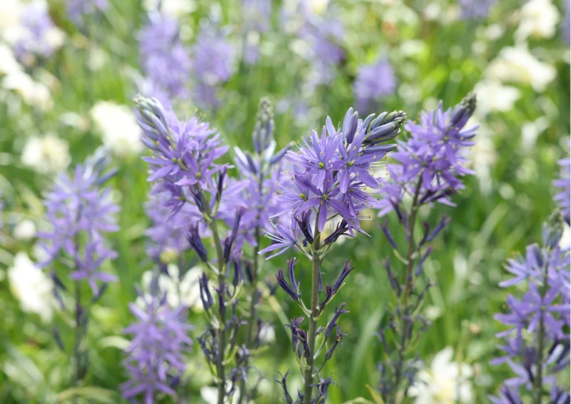 Kwitnące kamasje to prawdziwa ozdoba ogrodu.