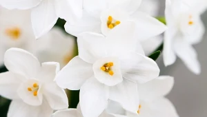 Jak sadzić narcyza bożonarodzeniowego krok po kroku?