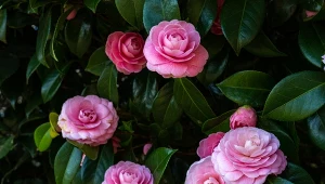 Nieodparty urok kamelii japońskiej sprawia, że coraz więcej osób interesuje się jej uprawą.