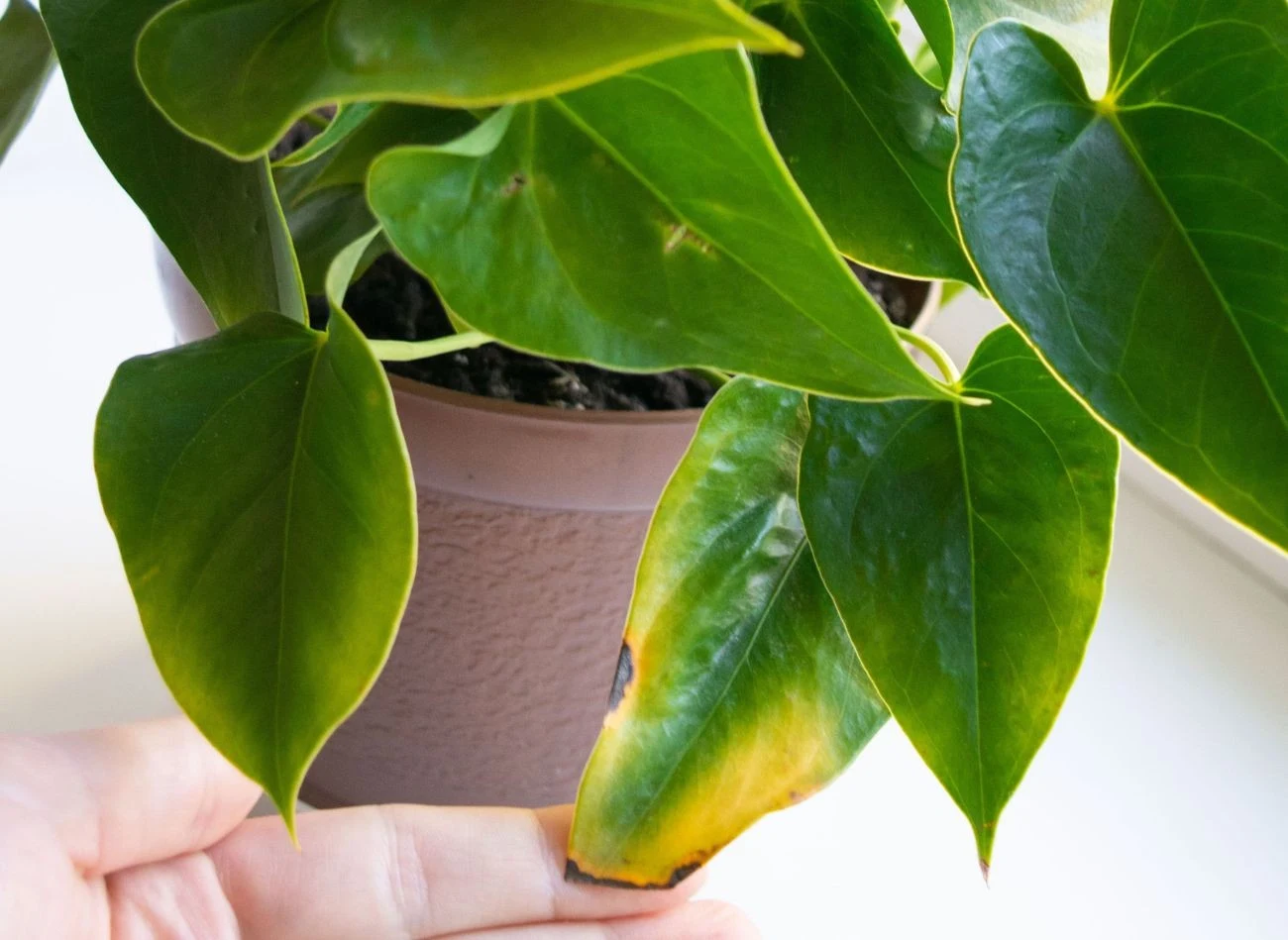 Odżywkę do anturium warto zastosować, gdy jego liście żółkną lub zasychają.