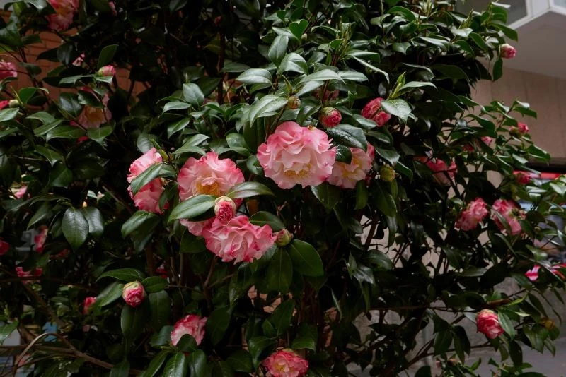 Kamelia japońska jest trudna w uprawie, dlatego poleca się ją głównie doświadczonym ogrodnikom