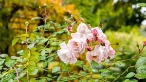 Rozłożysz pod różami i nie musisz się martwić, że przemarzną. Fot. EgorRovenskiy/Canva Pro