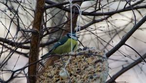 Dokarmianie ptaków nie musi się wiązać z wydatkami na duży i drogi karmnik.