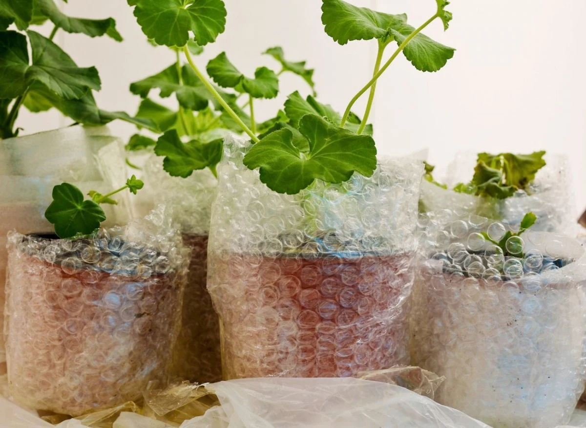 Folia bąbelkowa stanowi świetny izolator cieplny dla roślin.