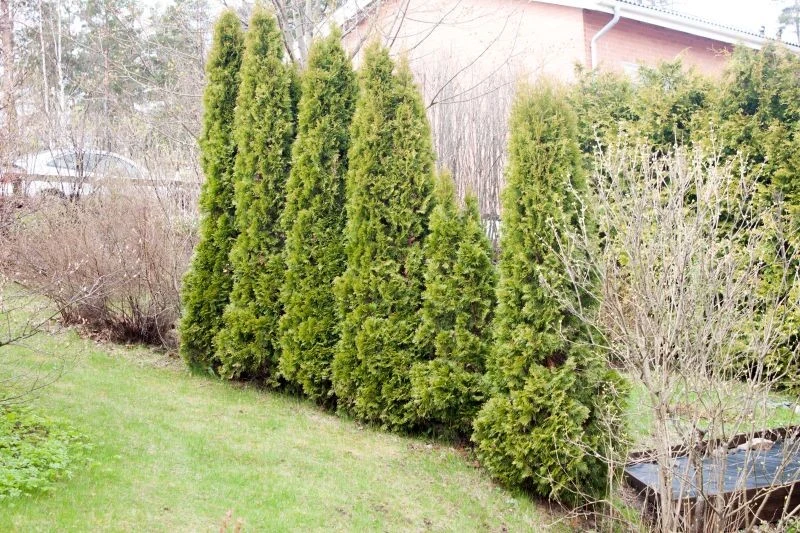 Jesienne podlewanie jest jednym ze sposobów zapobiegania brązowieniu tui po zimie