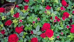 Co daje zakopanie zardzewiałego metalu pod różami?