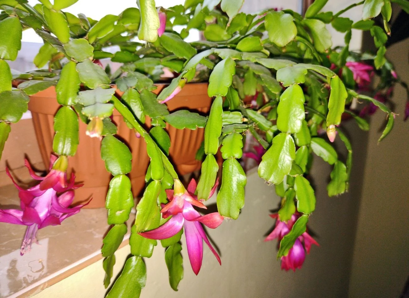 Opadające i pomarszczone liście grudnika to najczęściej przejaw problemów z wodą.