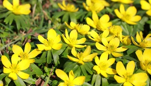 Kwitną tak wcześnie jak przebiśniegi, ale mają piękny, intensywny kolor. Fot. BasieB/Canva Pro