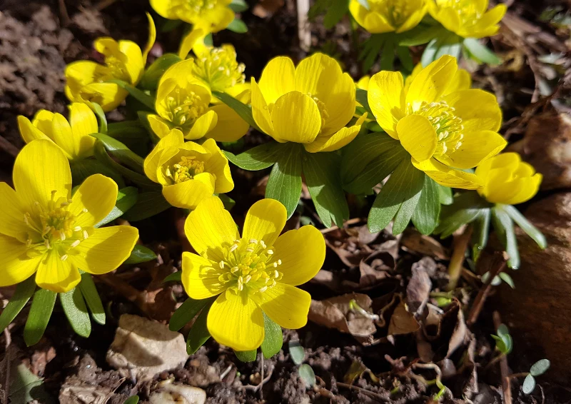 Ranniki kwitną na intensywny, żółty kolor.