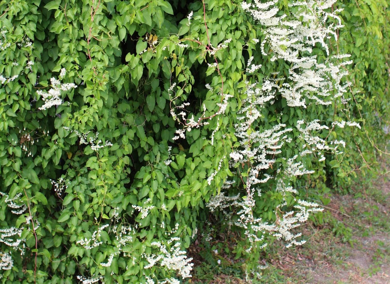 Rdestówka Auberta kwitnie od sierpnia do października, tworząc efektowną, zielono-białą ścianę