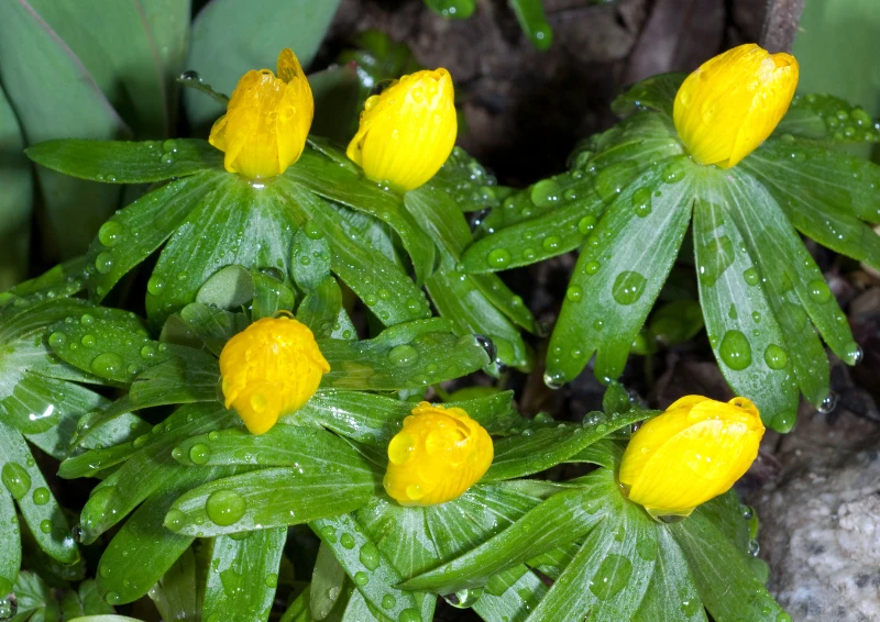 Ranniki mają zielone podstawki pod kwiatami, chroniące je przed przemarznięciem.