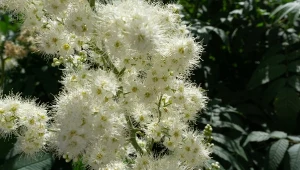 Wiązówka błotna (Filipendula ulmaria) cudownie pachnie i długo kwitnie.