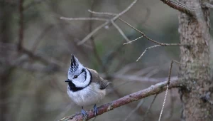 Czubatka zawdzięcza swoja nazwę charakterystycznemu ułożeniu piór na głowie.