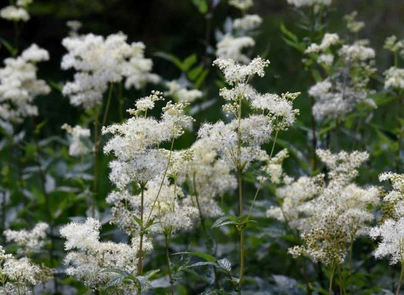 Zapach kwiatów wiązówki błotnej działa jak magnes na pożyteczne owady zapylające