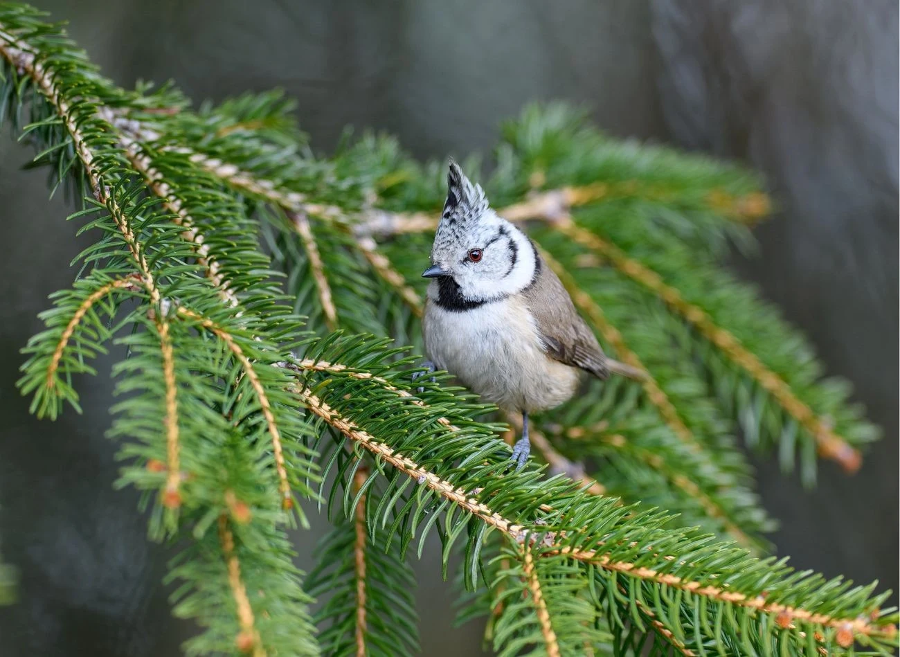 Występowanie czubatki europejskiej jest ściśle związana z obecnością drzew iglastych.