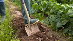 Nowa metoda ściółkowania z Azji może stać się hitem.