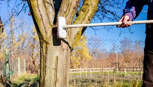 Późna jesień, a takze wczesna wiosna to najlepszy czas na usunięcie mchu i porostów z drzew w ogrodzie.