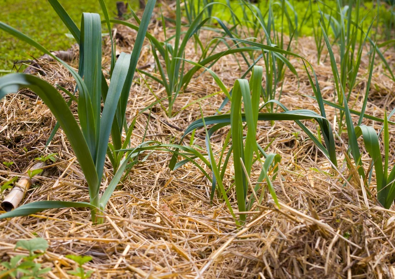 Ściółkowanie słomą jest jednym z najpopularniejszych zabiegów w ogrodzie.