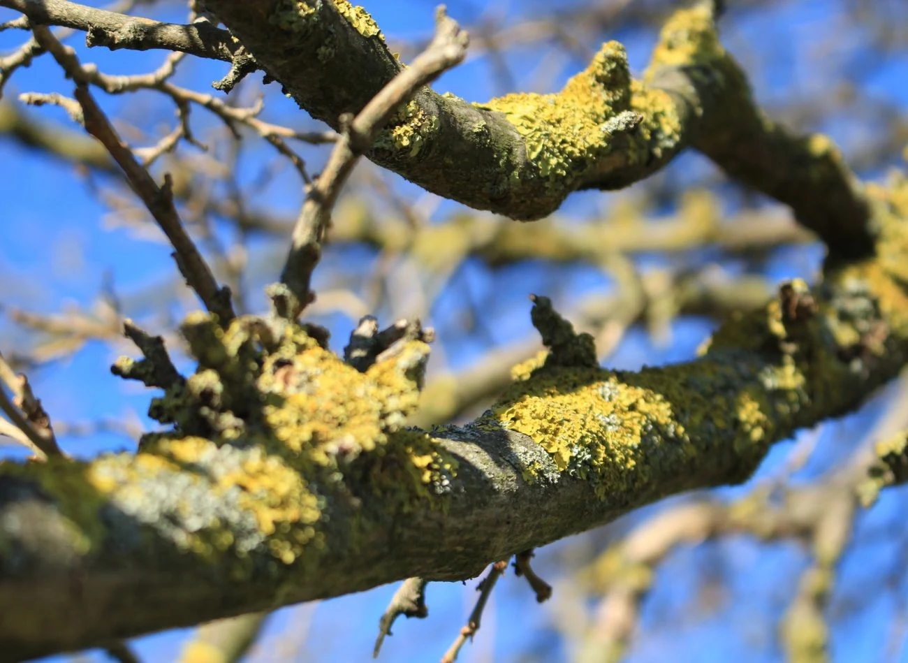 Duże skupiska mchów i porostów utrzymują wilgoć i ograniczają dostęp powietrza do kory, co może zwiększać ryzyko rozwoju grzybów i szkodników.