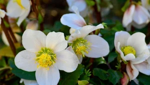 Ciemiernik biały z powodzeniem można uprawiać w doniczce.