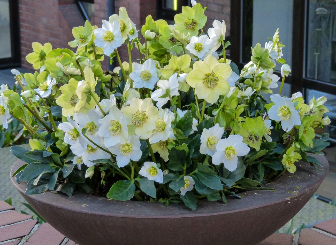 Ciemierniki najlepiej rosną w głębokich i szerokich donicach z uwagi na dobrze rozwinięty system korzeniowy i grube kłącza podziemne