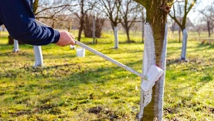 Bielenie drzew owocowych to jedna z metoda na zabezpieczenie ich przed zimą. Czy w przypadku wiśni to wystarczy?