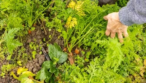 Nadchodzą silne przymrozki. Jak chronić przed nimi uprawy?