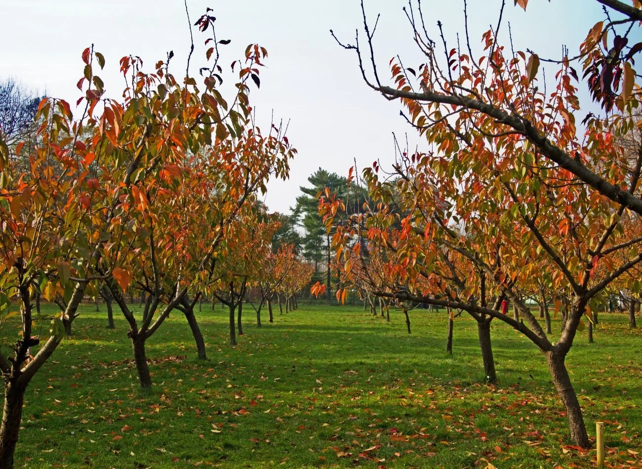 Młode wiśnie dobrze jest zabezpieczyć na zimę agrowłókniną.