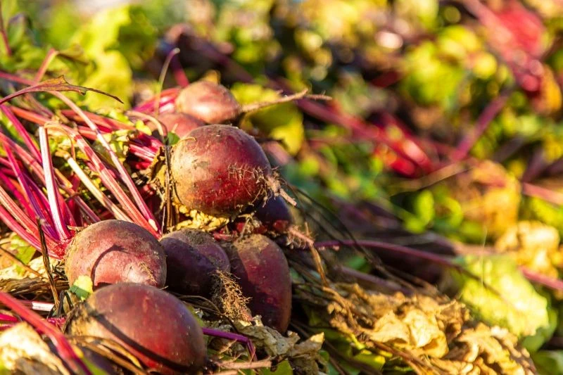 Buraki najlepiej zebrać przed silnymi przymrozkami
