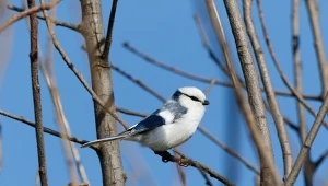 Czy sikora lazurowa odwiedza karmniki dla ptaków?