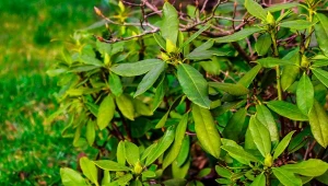 Nawet odporne odmiany rododendronów mogą ucierpieć podczas surowych zim, dlatego zabezpieczanie warto traktować jako standardowy zabieg.