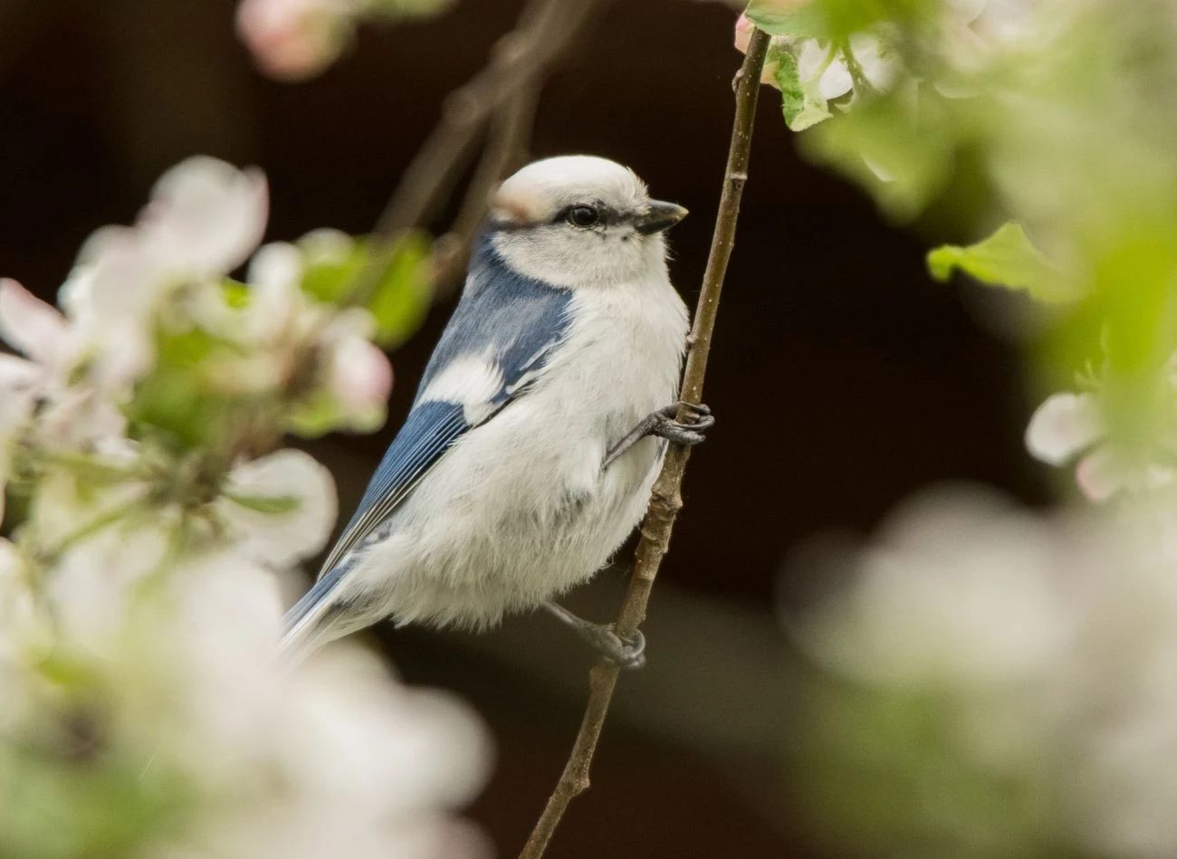 Polsce mały już miejsce odwiedziny sikory lazurowej w przydomowym karmniku