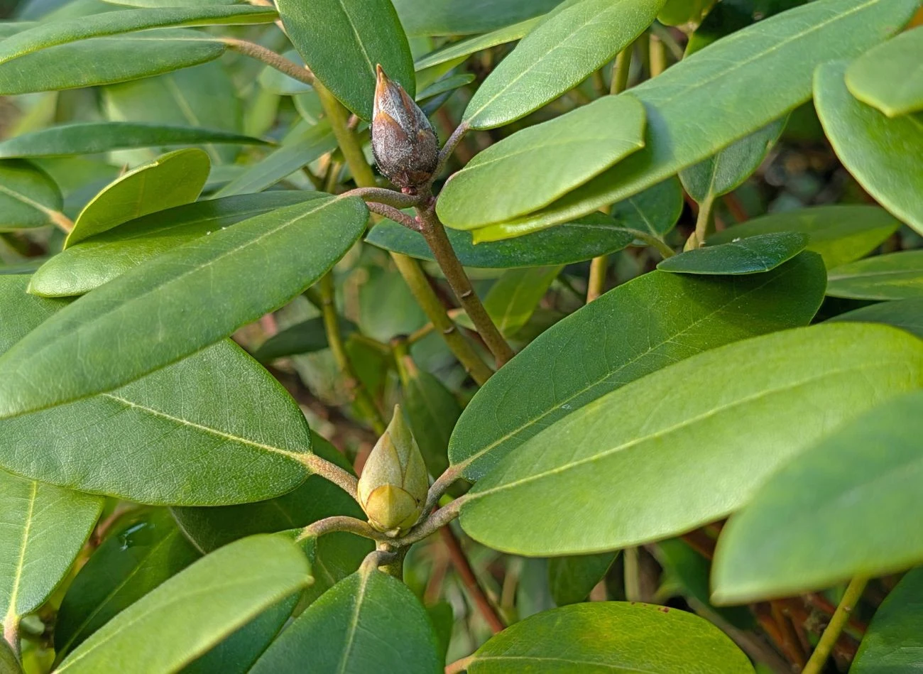 Szczególnie ważna jest ochrona zawiązków kwiatów, które różaneczniki tworzą jesienią.