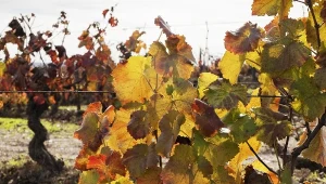 Połowa listopada to najwyższa pora na zabezpieczenie winorośli przed mrozami.