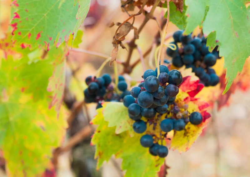 Gdy winorośl kończy okres wegetacji można ją śmiało okryć i zabezpieczyć przed mrozem.