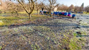 Jak zabezpieczyć rośliny ozdobne na zimę? Jest na to kilka sposobów.