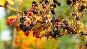 Im wcześniej zaczniesz zaczniesz zabezpieczyć jeżynę przed zimą, tym lepiej dla krzewu.