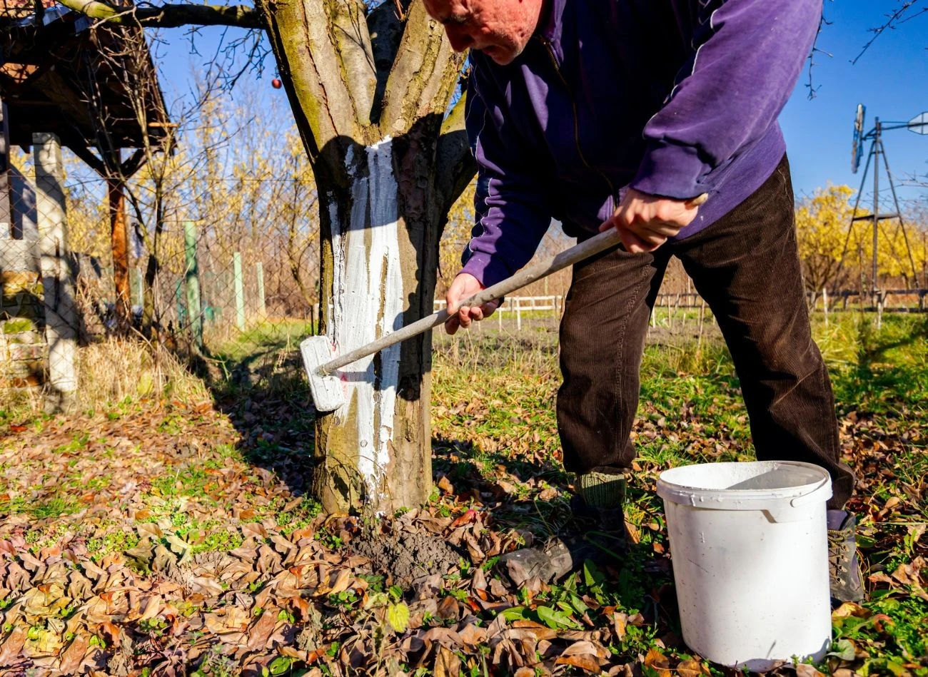 Malowanie pieni drzew wapnem ogrodniczym sprawia, że odbija ono promienie słoneczne i zapobiega przegrzewaniu kory.