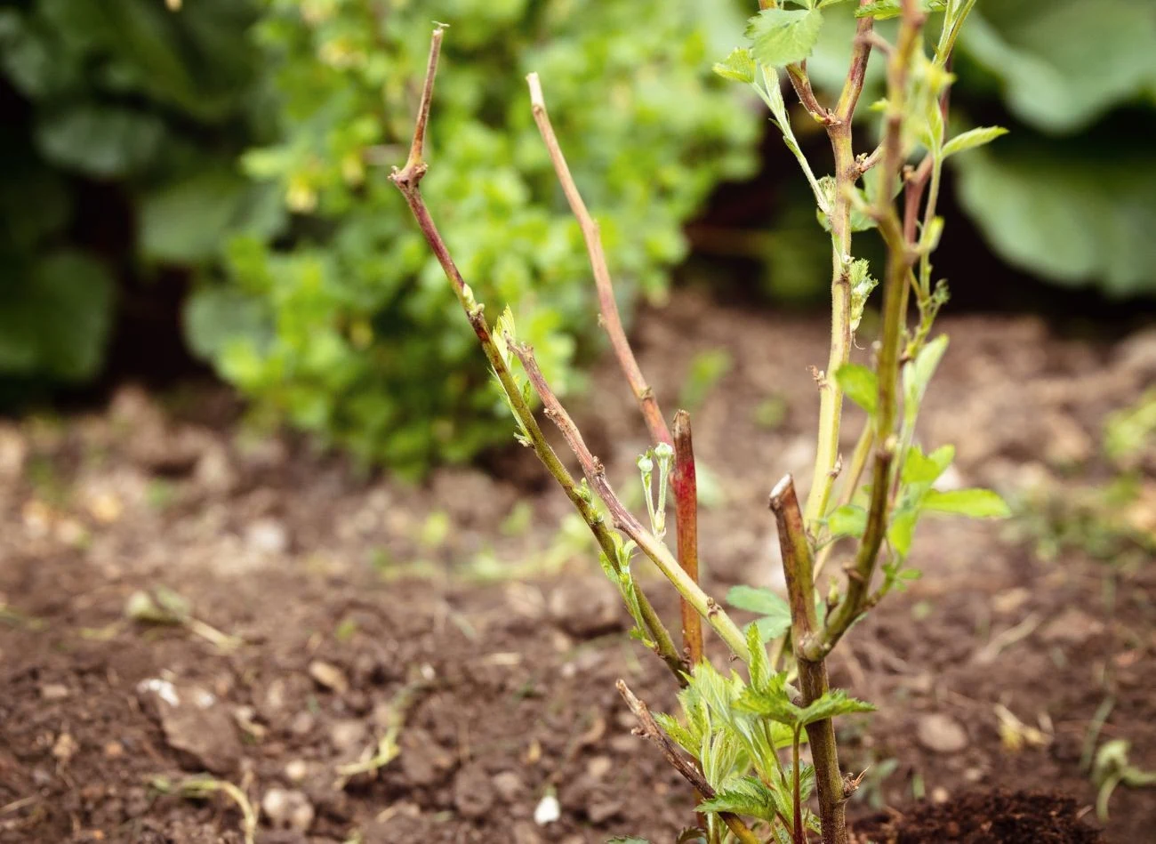Młode krzewy jeżyny bezkolcowej są znacznie bardziej wrażliwe na przemarzanie niż okazy kilkuletnie.