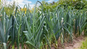 Poznaj wytrzymałą odmianę pora, która podbija polskie ogródki. Fot. algeba/123RF.com