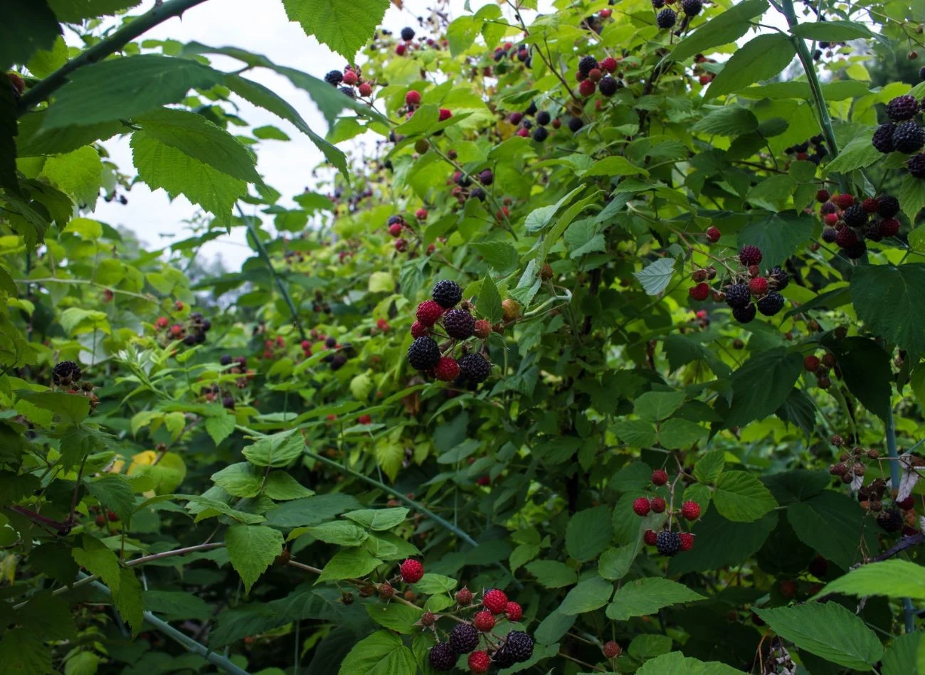 Jeżyna bezkolcowa owocuje na pędach dwuletnich, dlatego po zakończeniu owocowania usuń wszystkie, które już wydały owoce.