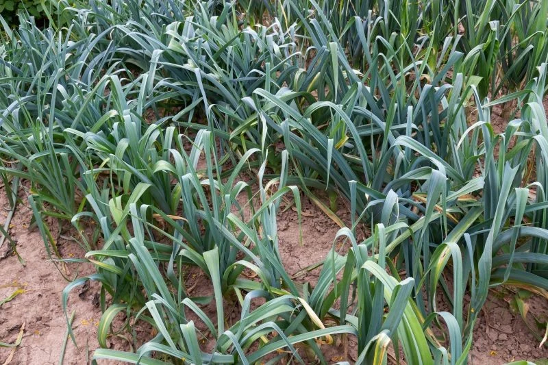 Por Baca rzadko zapada na rdzę, niebezpieczną chorobę tych warzyw