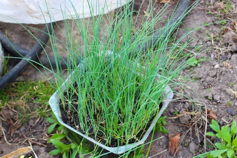 Pora Baca warto siać na rozsadę