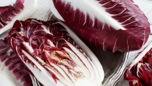 Teraz jest idealny moment na pędzenie cykorii. Fot. katrinshine/Canva Pro