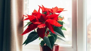 Jak pielęgnować gwiazdę betlejemską, aby długo zdobiła wnętrze?