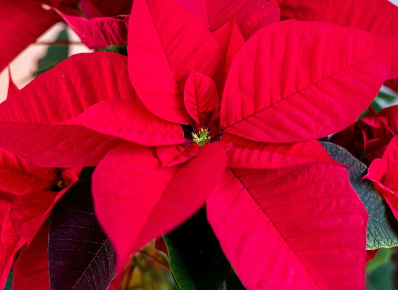 Aby poinsecja wybarwiła czerwone przylistki, potrzebuje ok